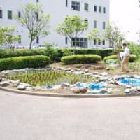 5月24日の田んぼ
