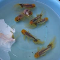 天青の水替え～青い金魚はいるよ～💕💕