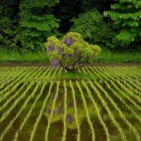 矢板の一本藤