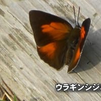 4376-チョウの撮影