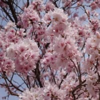 ソメイヨシノの桜並木が”レア”になるかも