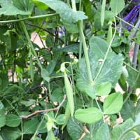 夏野菜成長中！旬の筍、エンドウ豆など！