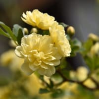 モッコウバラ、オダマキなど（自宅の花）