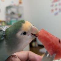 カサブランカ咲きました✨