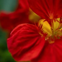 ●我が家の６月の花（5）　オステオスペルマム（ピンク）　ナスタチウム（スパイス&ハーブ） サンドリーム　アゲラタム　ジニア　ヒペリカム・カリシナム