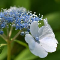 しとやかに密やかに咲く。