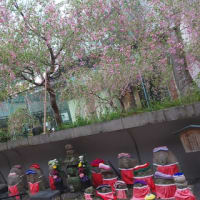 京都のお花見―六角堂―