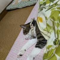 クリンへの想いは尽きなくて・・・267