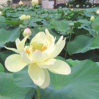 家原寺の蓮の花