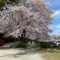 岡山　後楽園の桜