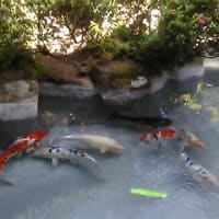 池の鯉たち