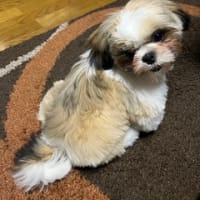 カットに行ってきました。