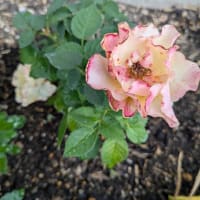 紫陽花