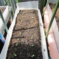 早々の植え替え作業