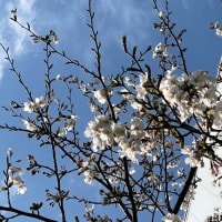 開花宣言の後の桜の咲き方が早い