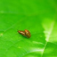 梅雨時の楽しみ「晴写雨読」
