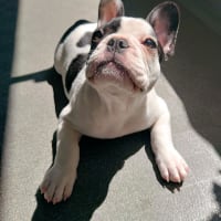 パンを狙って病院へ行って。。。