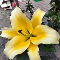 ピンク色の花壇と　朝顔にネットを張りました
