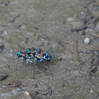 ハンミョウ