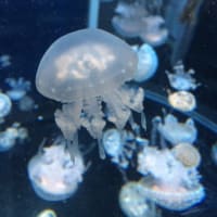 みょーんみょーん