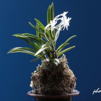 富貴蘭「無名」の花(過去の画像倉庫から)