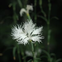 涼を呼ぶ清楚な白い花の山野草二点で～す。 カワラナデシコと・・・