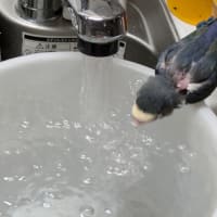 キューのお八つ