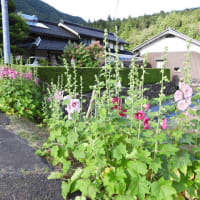 梅雨の中休み