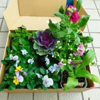冬の花・鉢植えとアレンジ