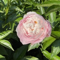 芍薬