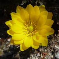 突然の春と黄砂…隣の山田さん花粉症です　(；一_一)