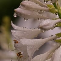 雨の日の写真撮り（ギボウシ）