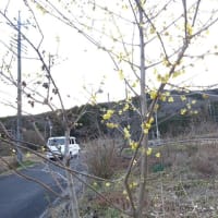 美里さん一家が越生町の早咲きの梅を紹介