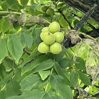 青胡桃