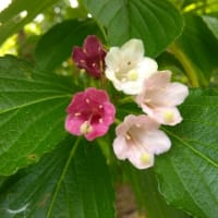 箱がないからハコネーゼ