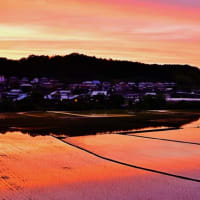 今治市玉川町の田植え後の夕暮れ時
