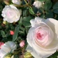 霊の姿まで見えたらもっと信じてもらえるのだろうけれど、みえるのは修行された方か、悪い霊なら、それらと魂が同魂の場合であると思っています。