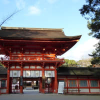 京都　青モミジ100シリーズの下鴨神社 糺すの森 