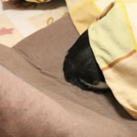 頭かくして・・・