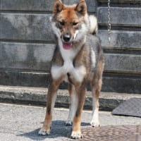 四国犬　メス　1歳　里親募集中！新しい飼い主さん募集中！