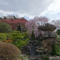 福島と山形の桜巡り
