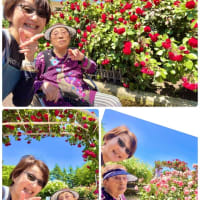 5／１８　母とふたりドライブ　in 薔薇園