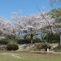 やっと好天に恵まれ、舞岡公園にお花見に行った