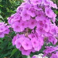 ６月　２８日