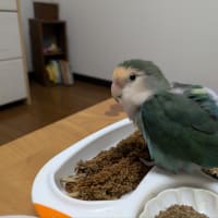花ちゃんと寄り道①