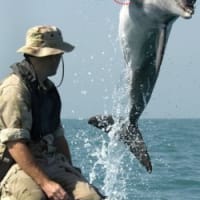 サメを操り情報収集：米海軍