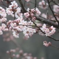ミモザと桜