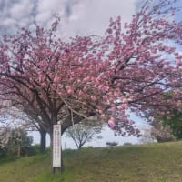 西郷山公園の桜　2024