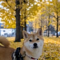＃17 ようやく初秋の11月。