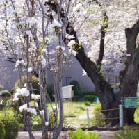 昭島、花散歩桜リレー